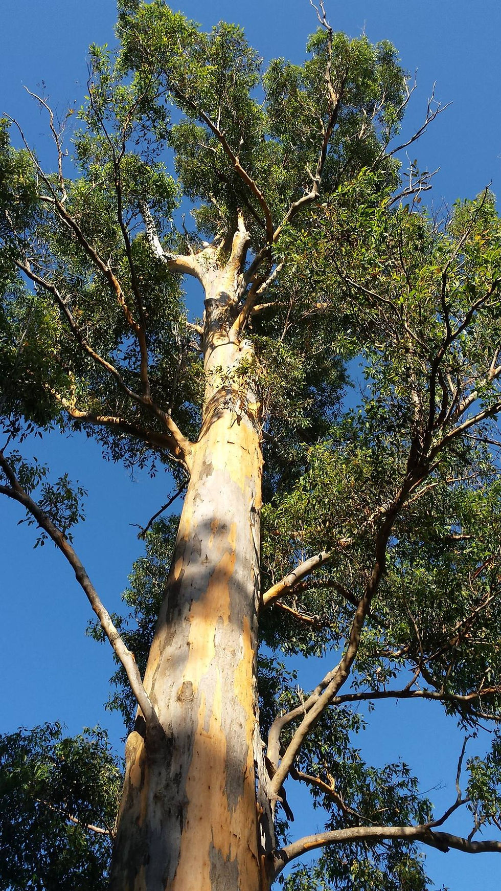 Thumbnail: Eucalyptus propinqua - Small Fruited Grey Gum - 150 Seeds