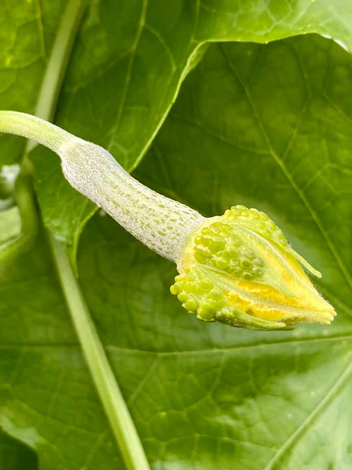 Thumbnail: Luffa aegyptica - Luffa / Sponge Gourd / Loofah - 10 seeds