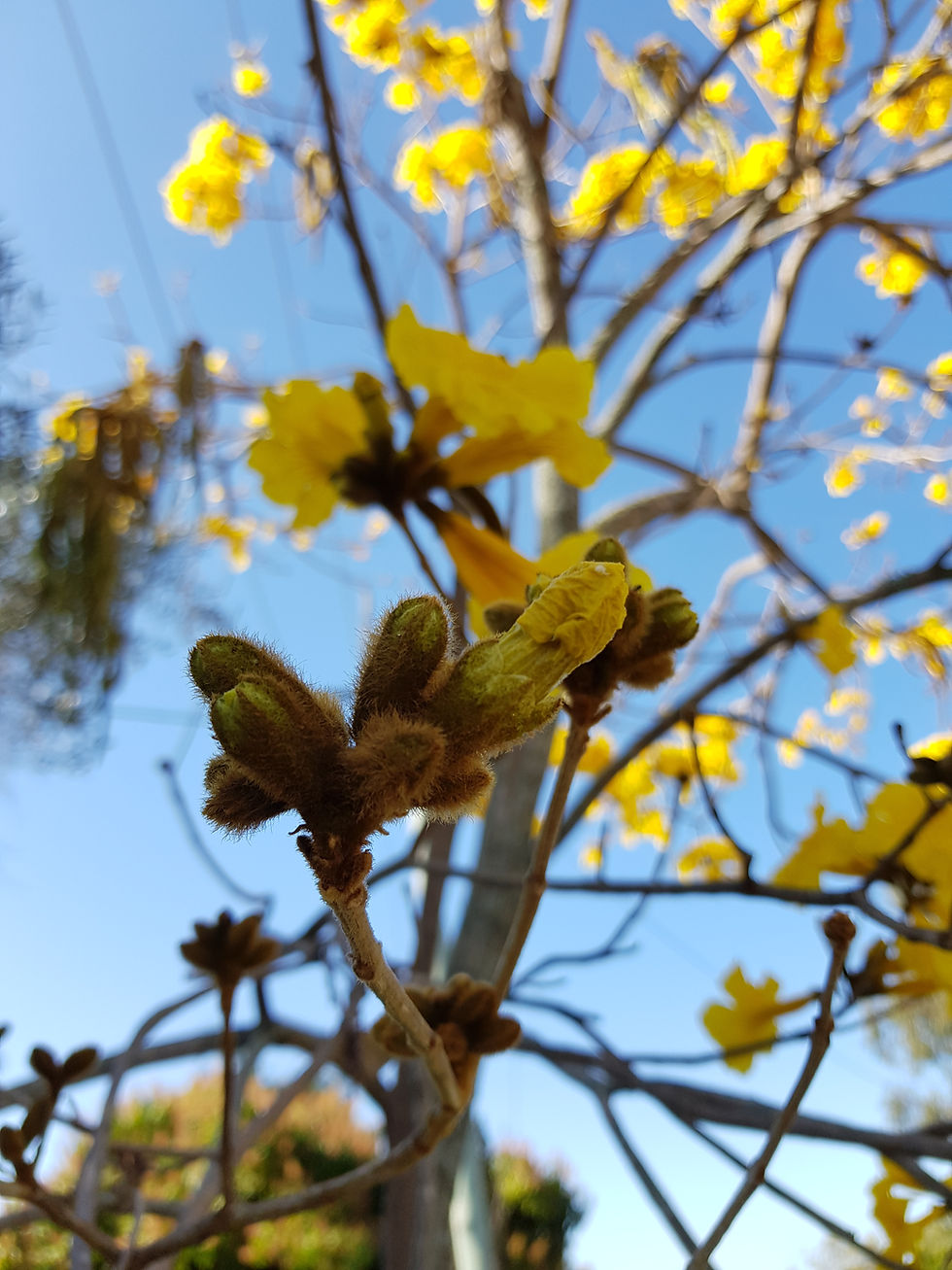 Thumbnail: Tabebuia chrysantha syn Handroanthus chrysanthus - Golden Trumpet Tree - 20 seed