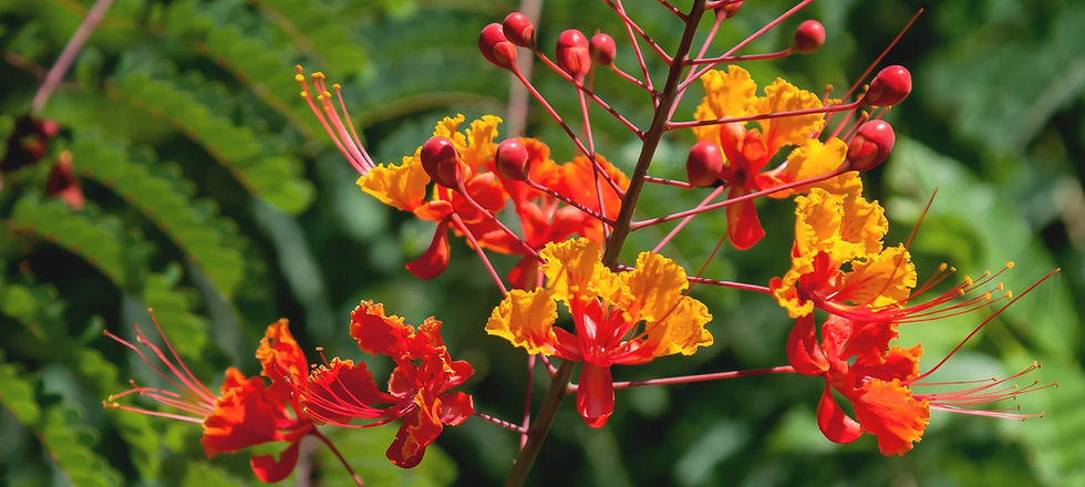 Thumbnail: Caesalpinia pulcherrima - Pride of Barbados / Dwarf Poinciana - 10 seeds