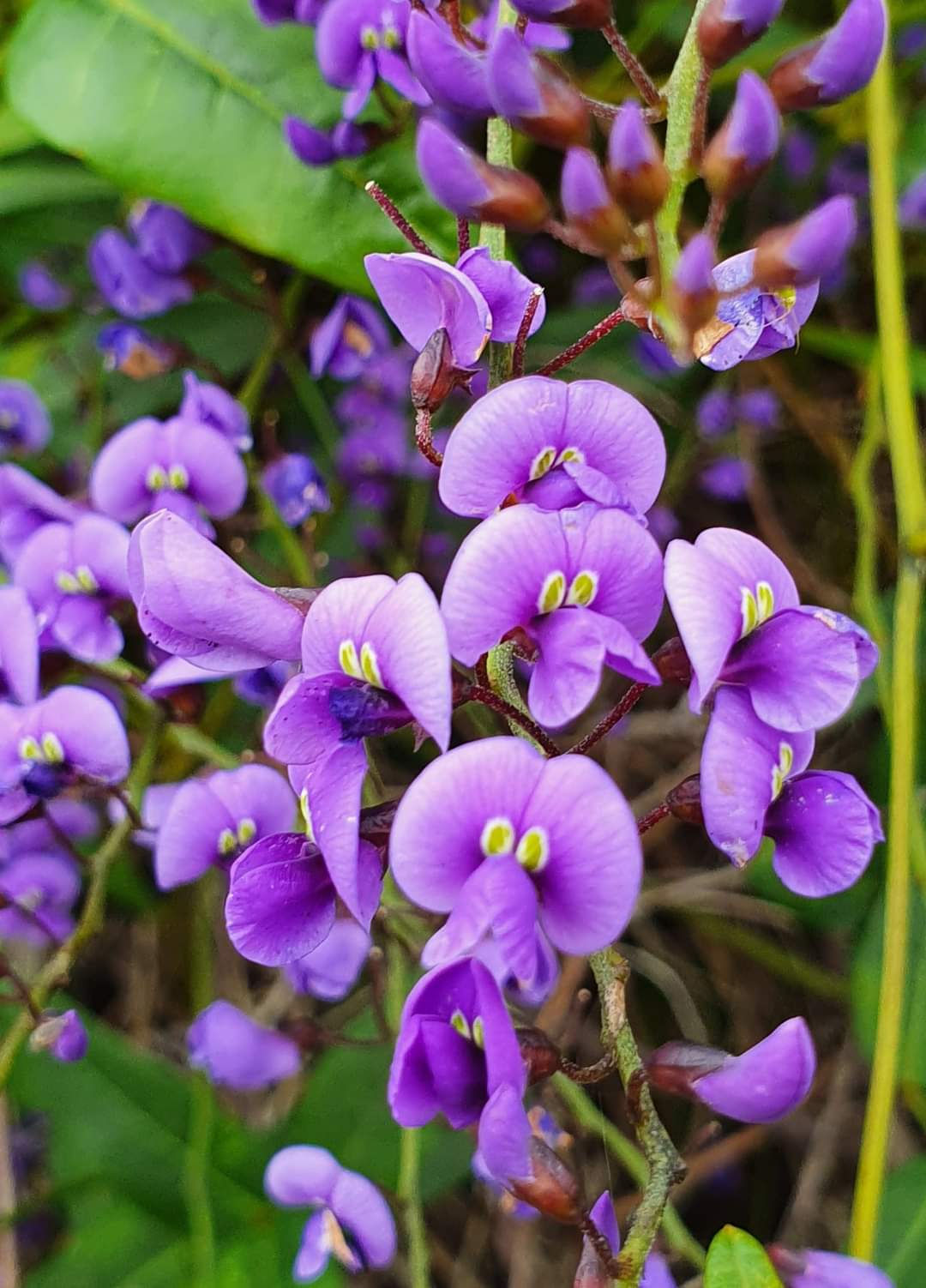 Hardenbergia comptoniana - Wild Wisteria - 20 seeds