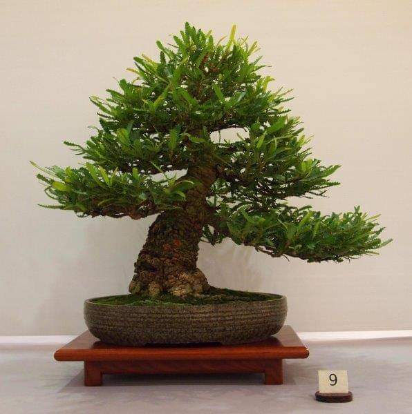 Thumbnail: Banksia aemula - Wallum Banksia - 10 seeds