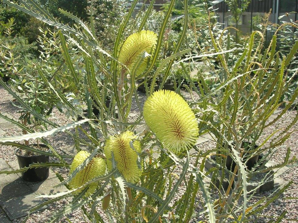 Thumbnail: Banksia elderiana - Swordfish Banksia - 5 seeds - Very Rare and Hard to Get!