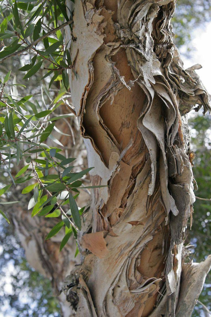 Thumbnail: Melaleuca quinquenervia - Broad Leaved Paperbark / Niaouli - 100 seeds