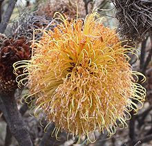 Thumbnail: Banksia sphaerocarpa v dolichophylla - Dome Banksia - 5 seeds
