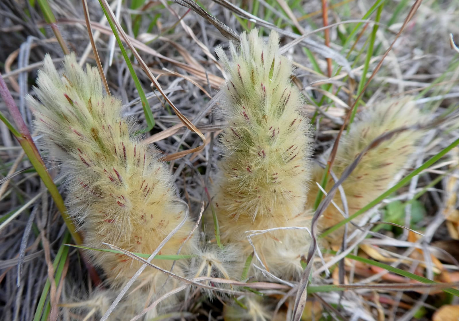 Ptilotus spathulatus - Pussy Tails / Cat's Paws - 25 seeds
