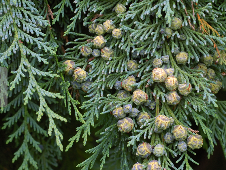 Thumbnail: Chamaecyparis lawsoniana - Lawson Cypress - 20 seeds