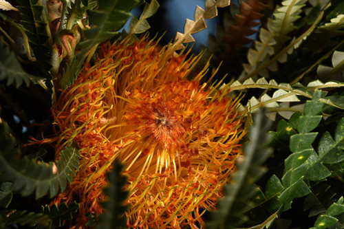Banksia formosa syn Dryandra formosa - Showy Banksia - 5 seeds | LGAFS