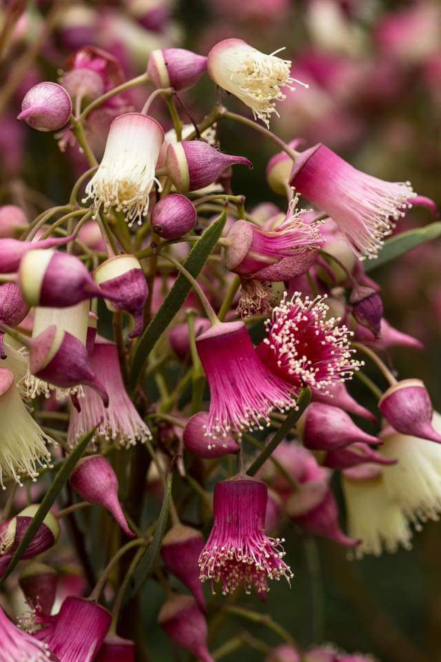 Eucalyptus rosacea - 20 seeds