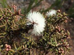 Melaleuca torquata - 150 seeds