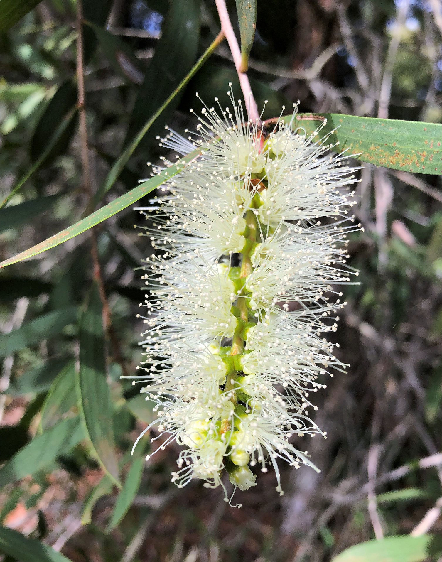 Melaleuca quinquenervia - Broad Leaved Paperbark / Niaouli - 100 seeds