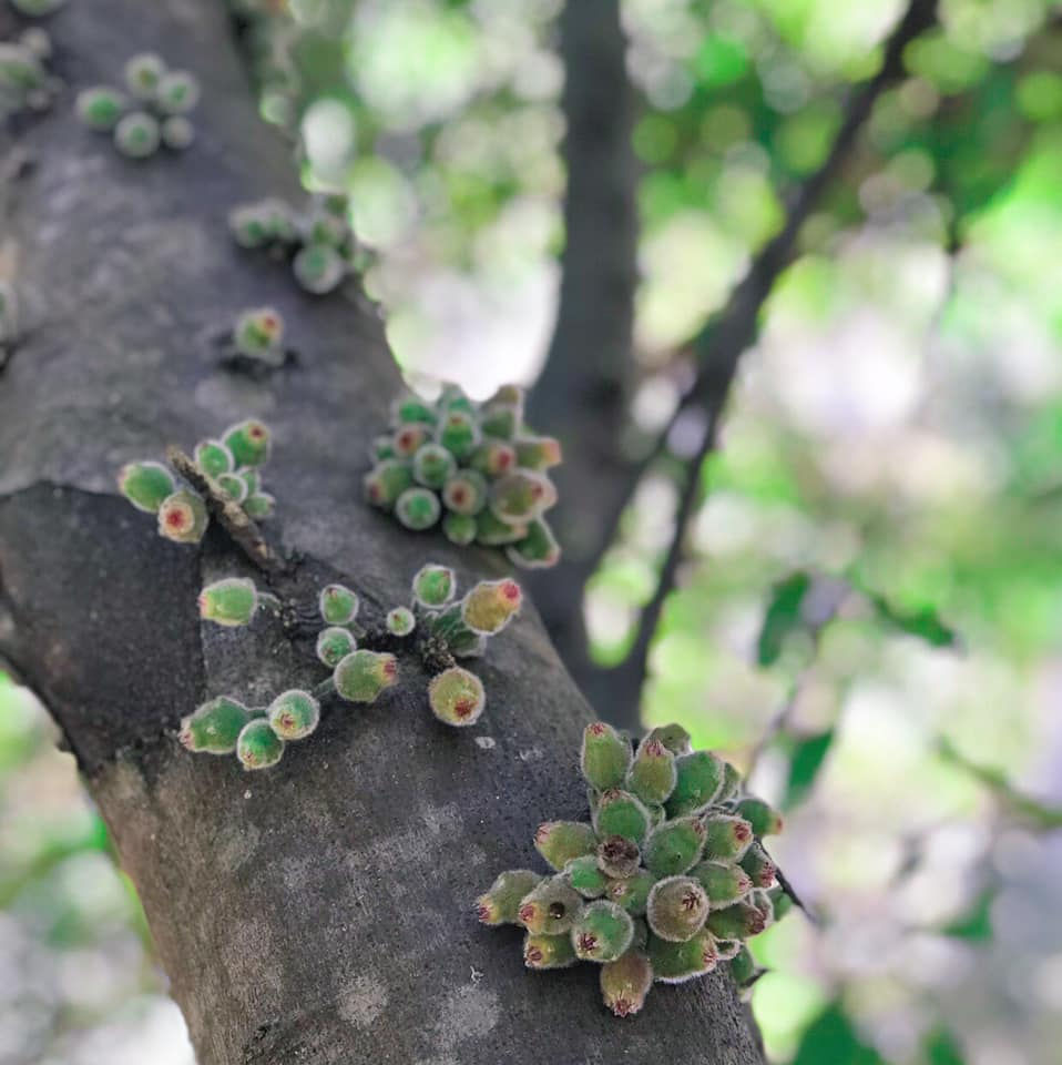 Thumbnail: Ficus coronata - Sandpaper Fig - 30 seeds