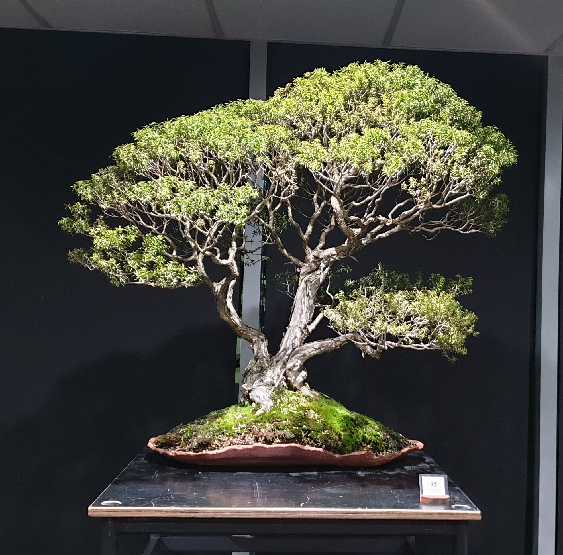 Melaleuca styphelioides - Prickly Leaved Paperbark - 250 seeds