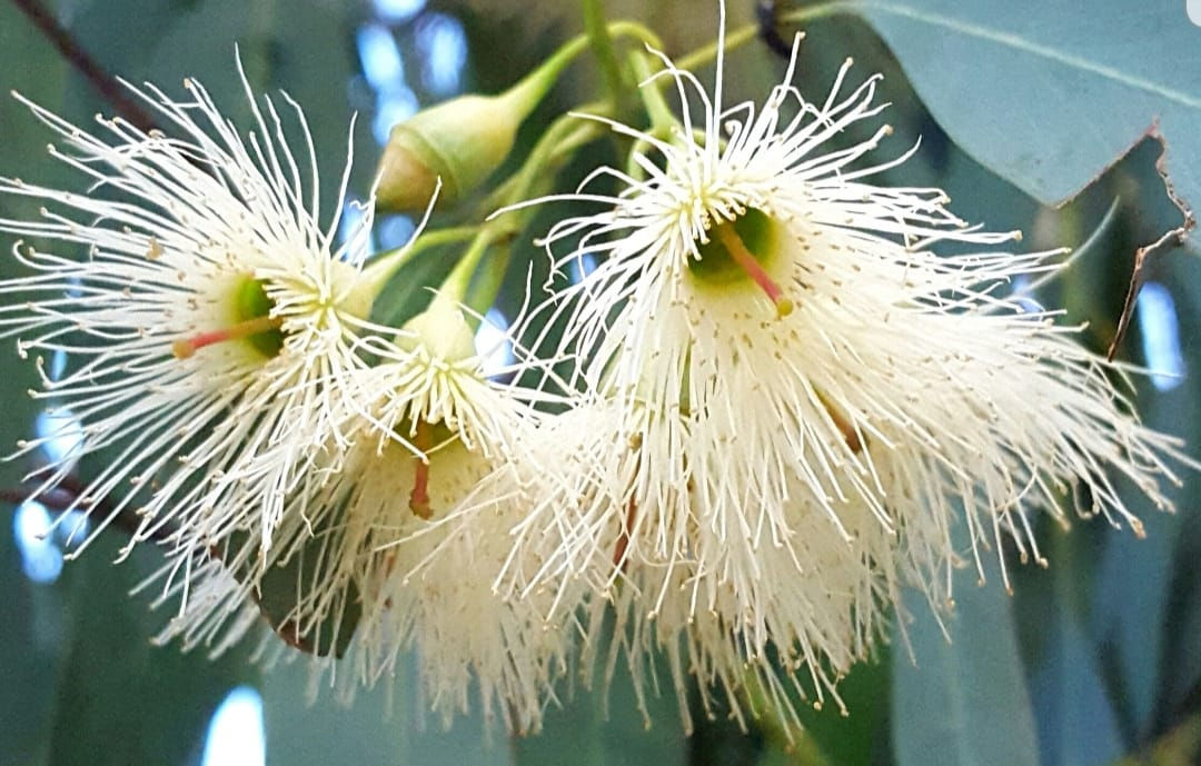 Eucalyptus sideroxylon ssp sideroxylon - Red Ironbark/Ironbark/Mugga - 50 seeds