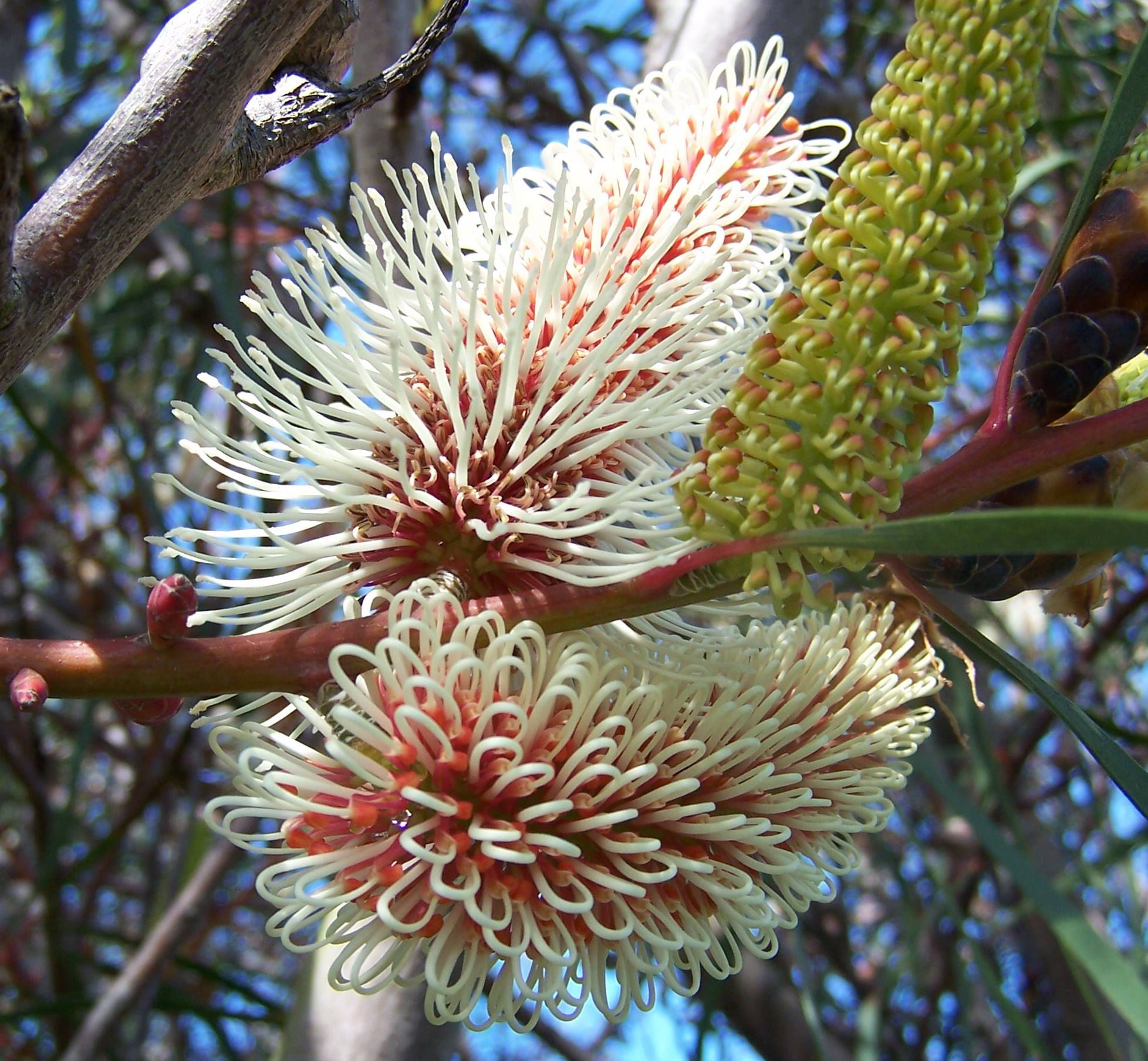 Hakea coriacea syn H. francisiana Cream Form- Cream Flowering Hakea - 10 Seeds