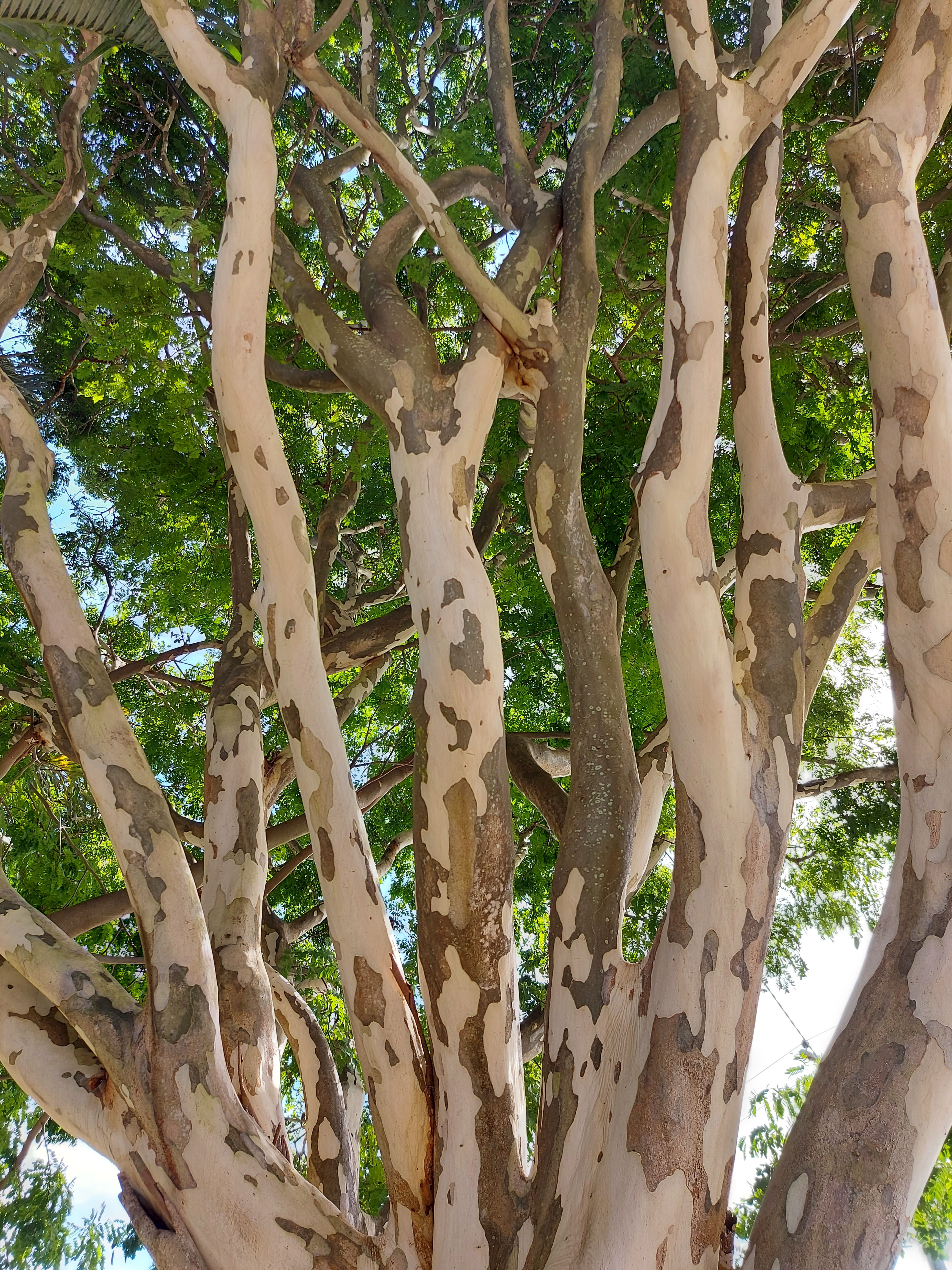 Caesalpinia ferrea - Leopard Tree / Brazillian Ironbark - 15 seeds