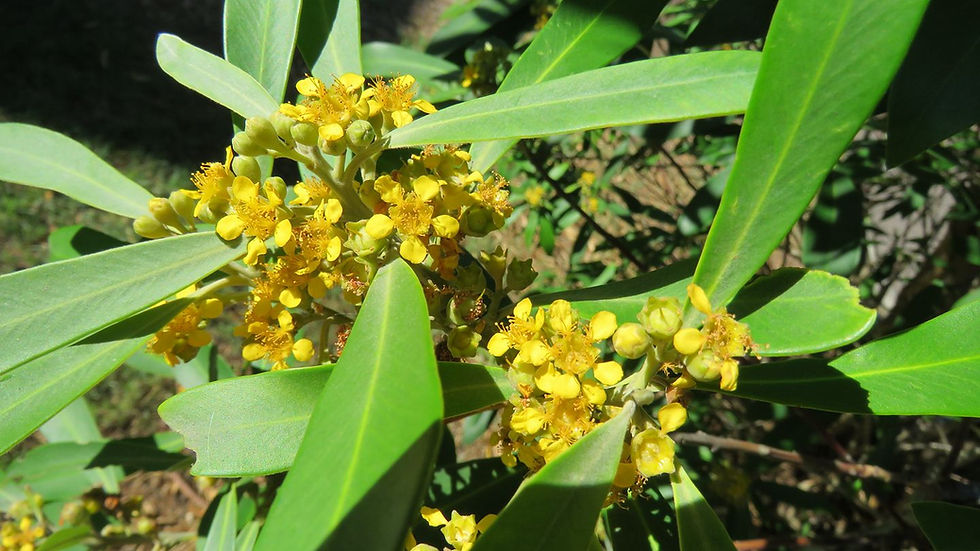 Thumbnail: Tristaniopsis laurina - Water Gum / Kanooka - 50 seeds