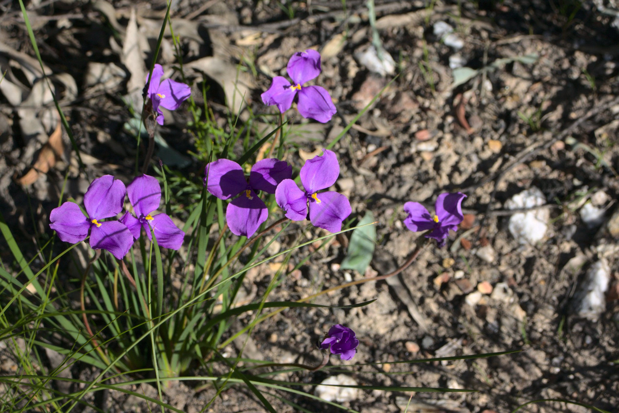 Patersonia glabrata - Native Purple Iris - 15 Seeds