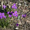 Thumbnail: Patersonia glabrata - Native Purple Iris - 15 Seeds