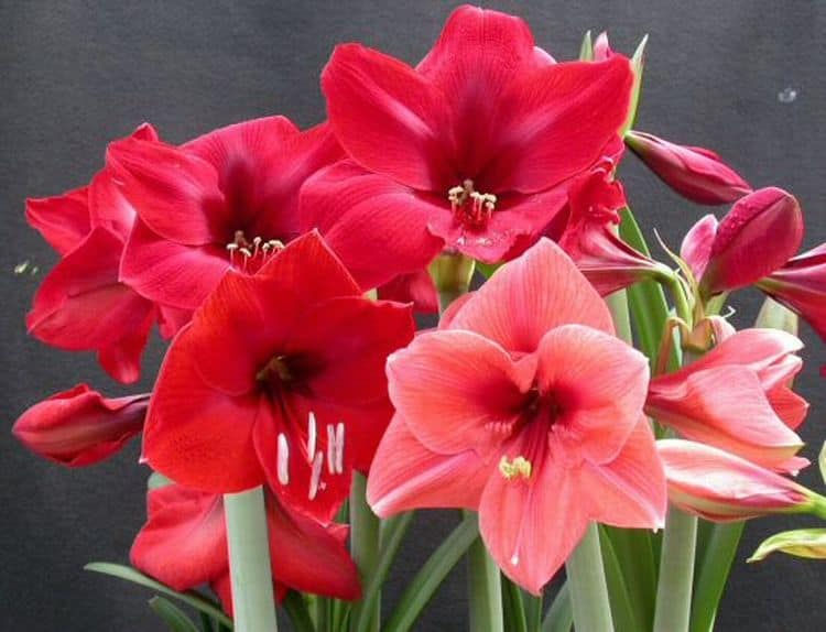 Thumbnail: Amaryllis belladonna - Mixed Colour Hippeastrum - 20 seeds