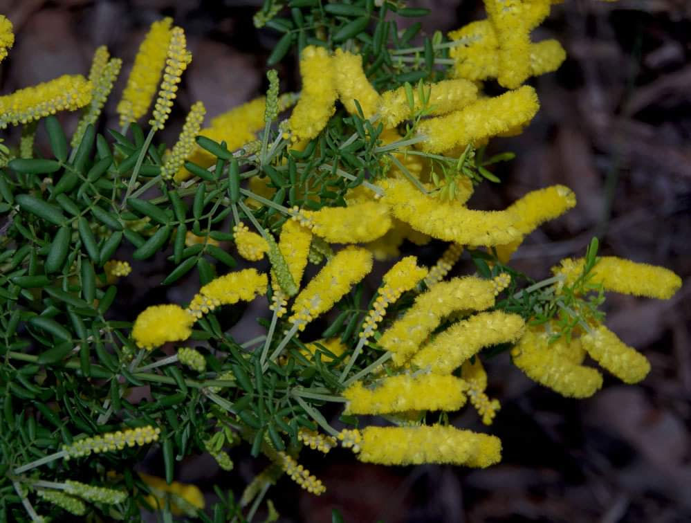 Acacia drummondii ssp drummondii - Dwarf Wattle - 30 seeds