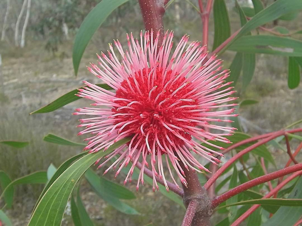 Thumbnail: Hakea laurina - Pincushion Hakea - 10 seeds