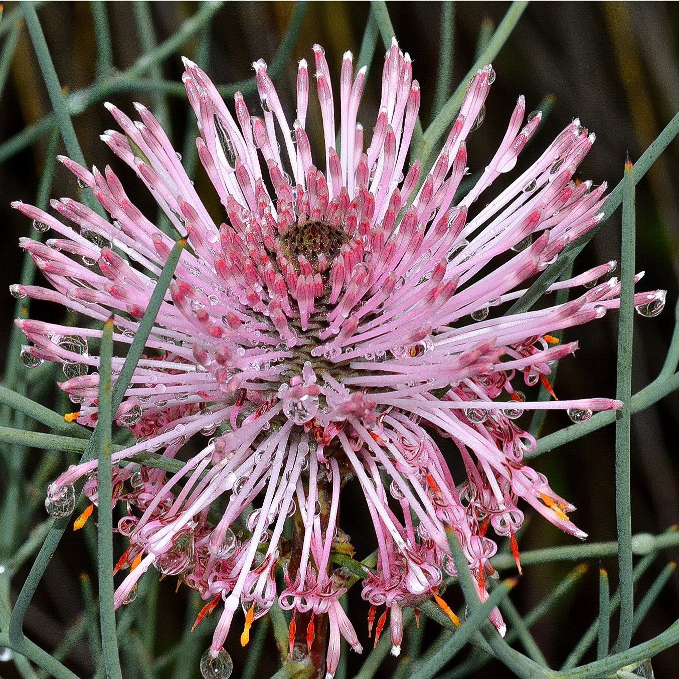 Isopogon divergens - Spreading Coneflower - 20 seeds