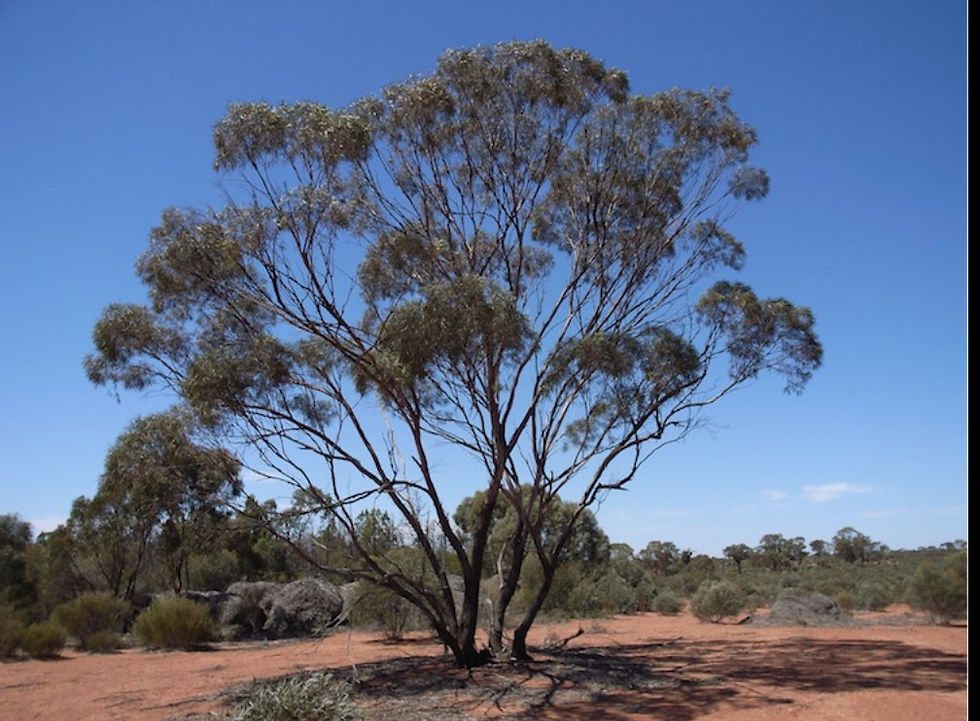 Thumbnail: Eucalyptus polybractea - Blue Leaved Mallee - 50 Seeds