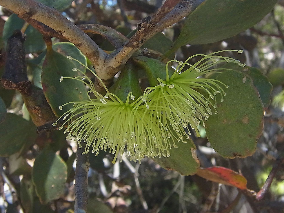 Thumbnail: Eucalyptus platypus - Round Leaved Moort / Moort / Maalok - 50 seeds