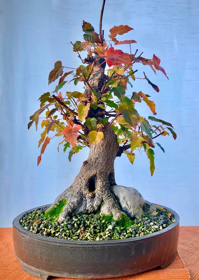 Thumbnail: Acer ginnala - Amur Maple - 30 Seeds