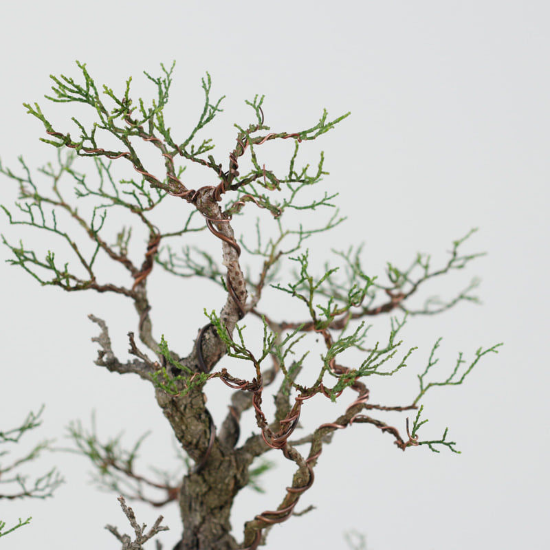 Callitris endlicheri - Black Cypress Pine - 30 Seeds