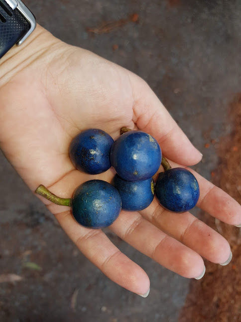 Thumbnail: Elaeocarpus grandis - Blue Quandong / Blue Marble Tree - 20 seeds