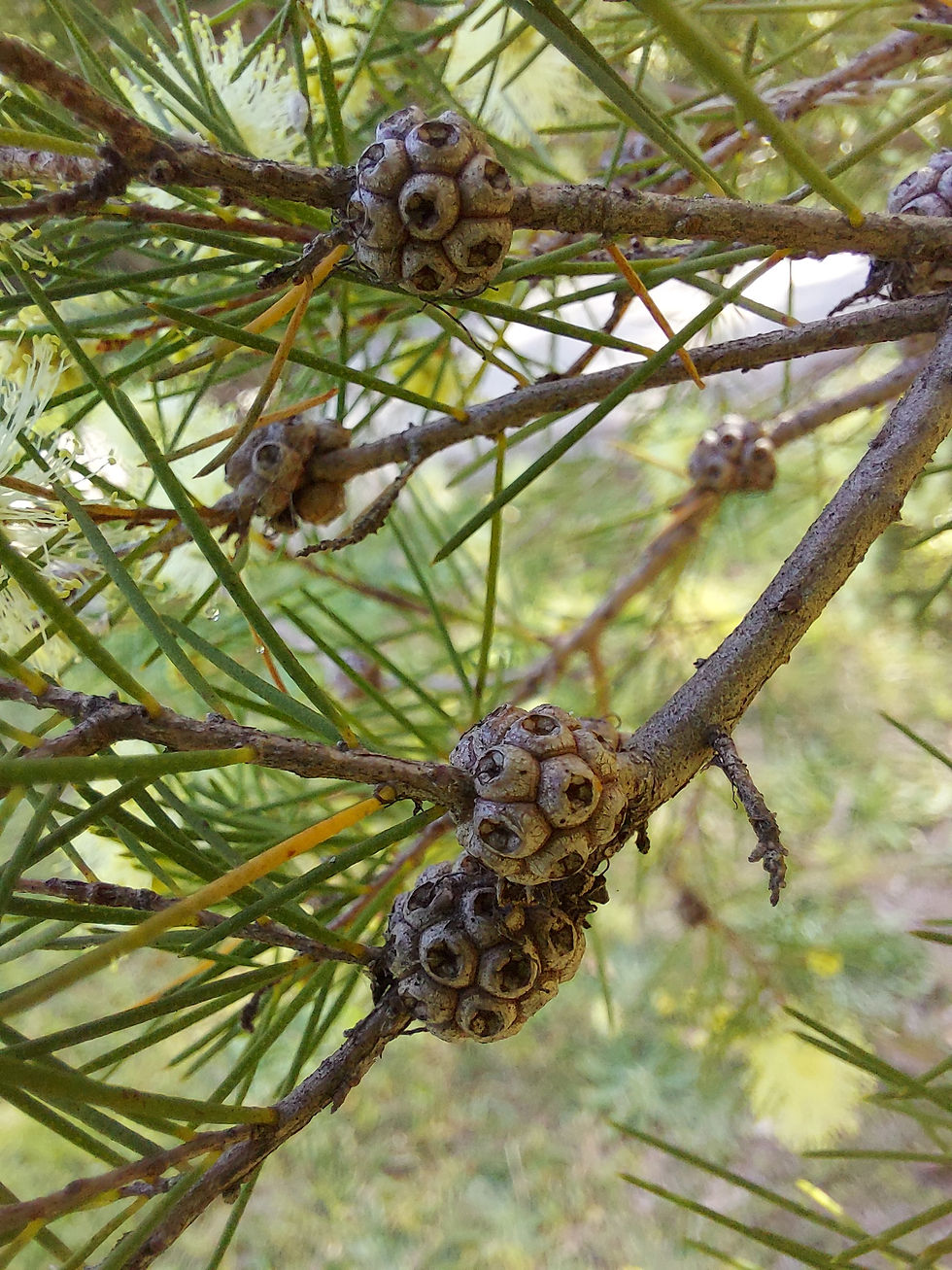Thumbnail: Melaleuca nodosa - Golden Honey Myrtle - 200 seeds