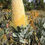 Thumbnail: Banksia sceptrum - Sceptre Banksia - 10 seeds