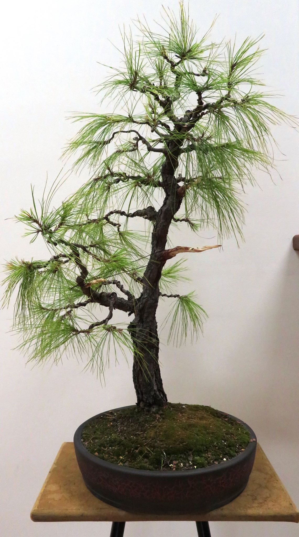 Pinus patula - Mexican Weeping Cypress / Spreading Leaved Pine - 20 seeds