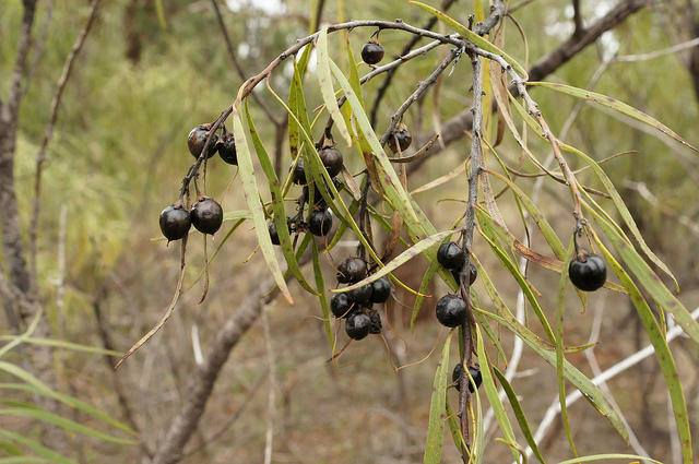 Thumbnail: Eremophila longifolia - Berrigan Emu Bush/Dogwood - 10 seeds