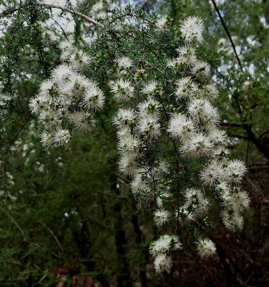 Melaleuca bracteata - White Cloud Tree - 100 seeds