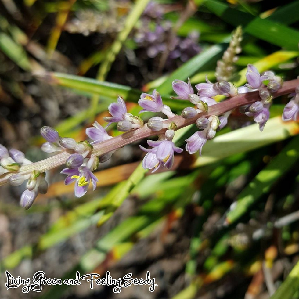 Thumbnail: Liriope giganteum - Liriope Evergreen Giant / Lilyturf - 25 seeds