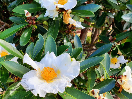 The Fried Egg Tree - Gordonia axillaris syn Polyspora axillaris