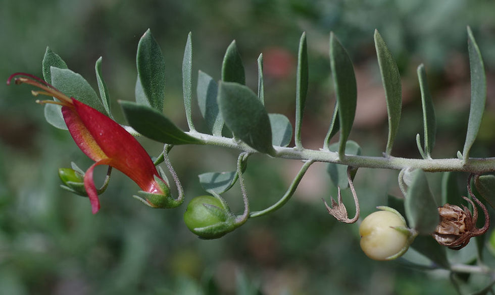 Eremophila glabra - Tar Bush / Common Emu Bush - 20 seeds