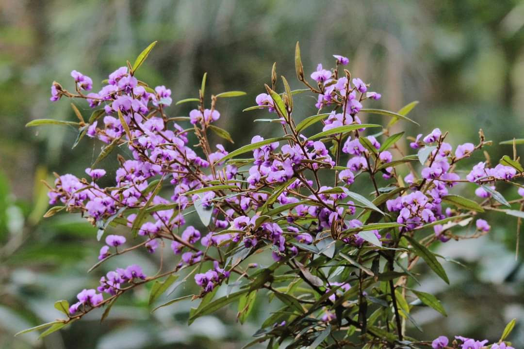 Hovea acutifolia - Purple Hovea - 25 seeds