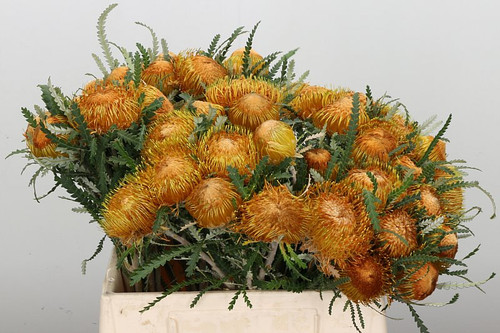 Banksia formosa syn Dryandra formosa - Showy Banksia - 5 seeds | LGAFS