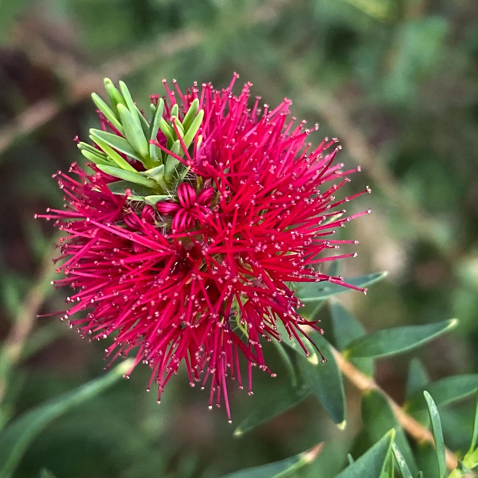 Thumbnail: Beaufortia purpurea - Purple Beaufortia - 20 seeds
