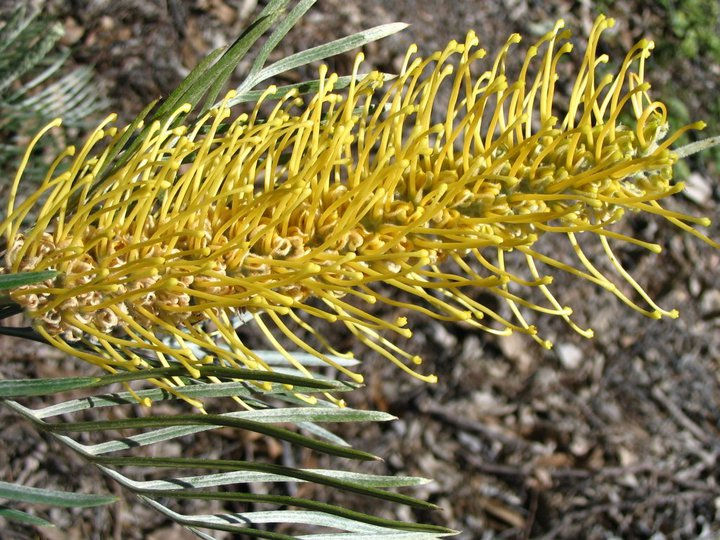 Thumbnail: Grevillea sessilis x G. pteridifolia - Grevillea 'Sandra Gordon' - 20 seeds