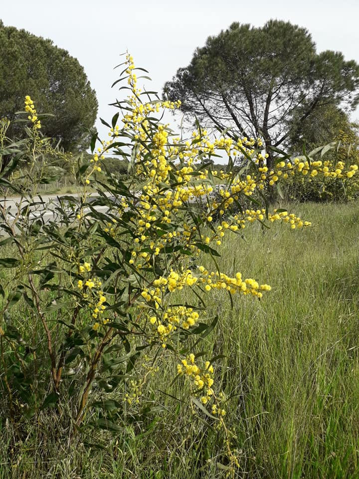 Thumbnail: Acacia retinodes v retinodes - Wirilda Silver Wattle - 30 seeds