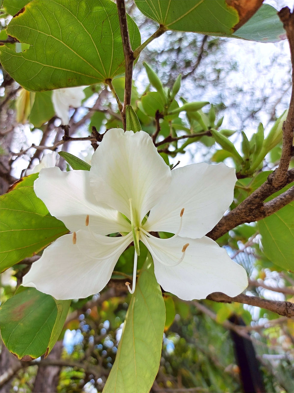 Bauhinia alba - White Orchid Tree - 15 seeds