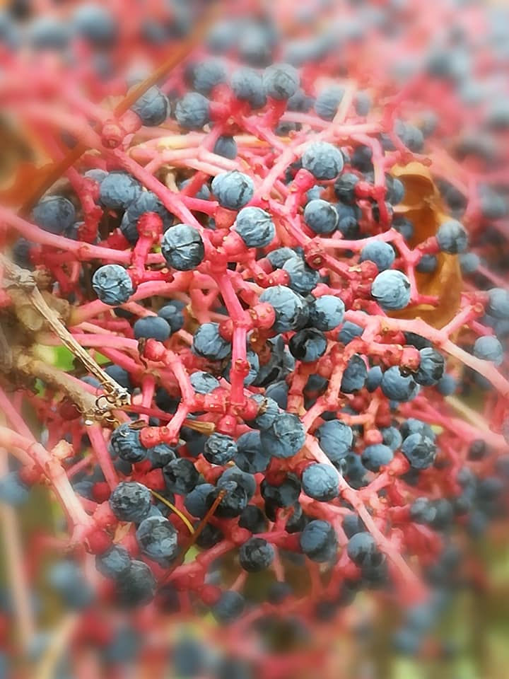 Thumbnail: Parthenocissus tricuspidata - Boston Ivy - 25 seeds