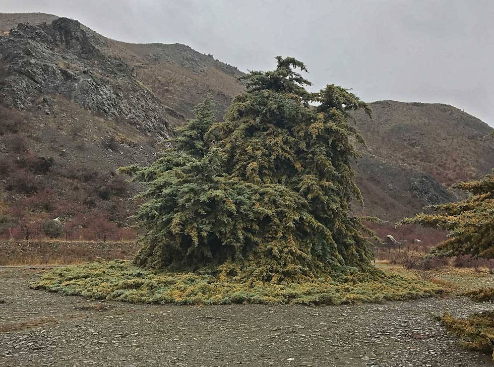 Thumbnail: Cupressus lusitanica - Cedar of Goa / White Cypress - 30 Seeds