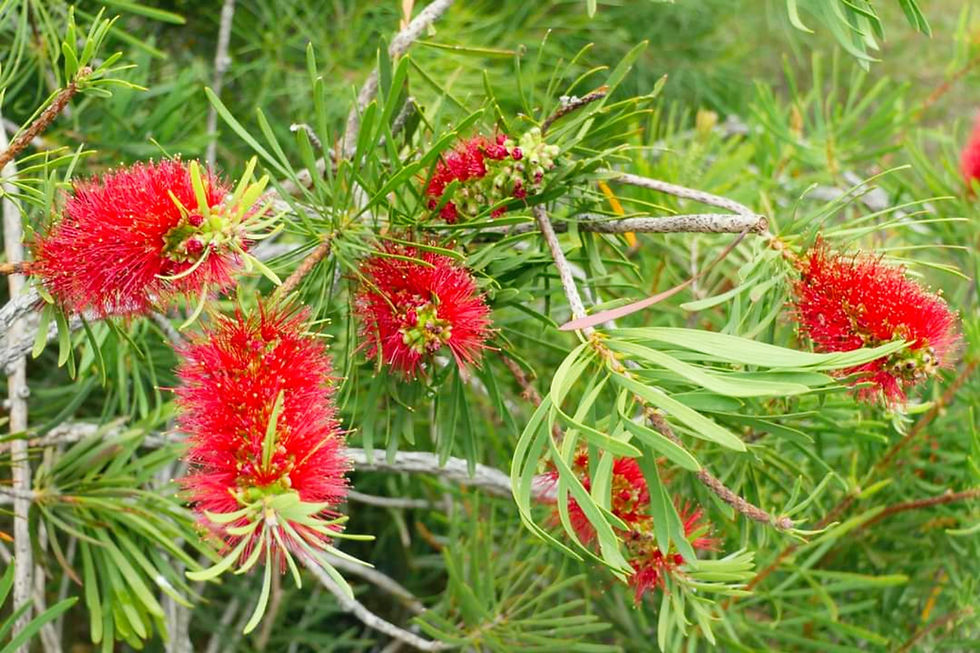 Thumbnail: Callistemon pachyphyllus - 250 seeds
