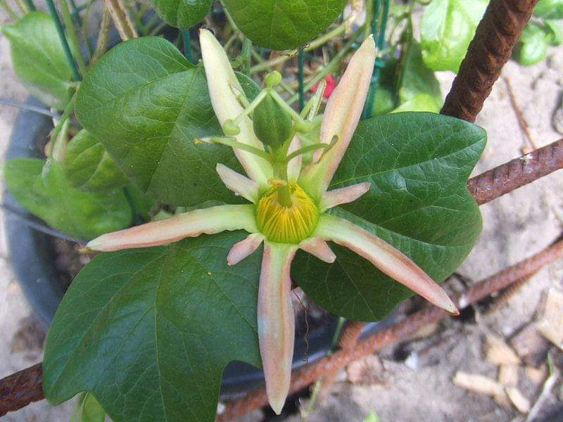 Thumbnail: Passiflora herbertiana - Native Passionfruit - 15 seeds